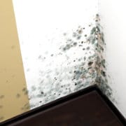 Schimmel op muur: oorzaken en hoe schimmels verwijderen & voorkomen Schimmel op muur: oorzaken en hoe schimmels verwijderen & voorkomen
